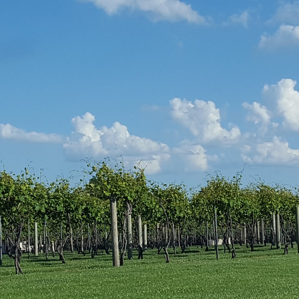 Experience the unique ambiance of wine tasting at Stonehaus Farms Vineyard and Winery.